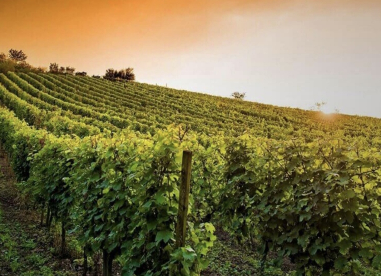 Najlepsze wina z regionu Friuli Venezia Giulia